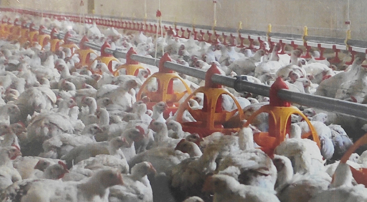 養(yǎng)殖場自動投喂器纖維絞盤繩 養(yǎng)殖場自動投喂器纖維絞盤繩